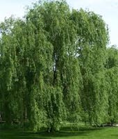 Salix Cinerea - Grey Willow Trees from Heathwood Nurseries